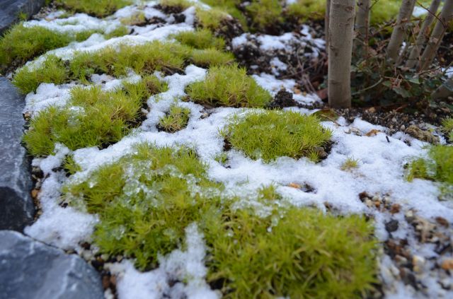 サギナ モフリッチ アイリッシュモスの育て方 ガーデニング 植物 庭 園芸